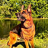 dog, german_shepherd, outdoor, grass, river, water, trees, nature, sunlight, animal, canine, collar, pet, park, daytime, mammal, fur, alert, standing, scenic