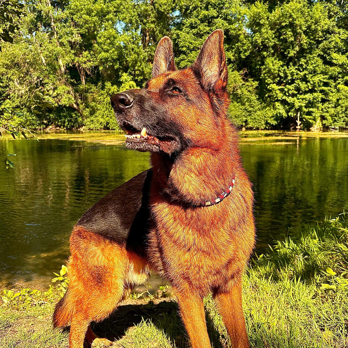 Tilly a rejoint le concours — aidez-le/la à gagner de superbes lots ! dog, german_shepherd, outdoor, grass, river, water, trees, nature, sunlight, animal, canine, collar, pet, park, daytime, mammal, fur, alert, standing, scenic