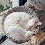 Charly participe au concours pour gagner de l'argent avec cette photo : cat, sleeping, white_fur, cat_bed, cozy, indoor, pet, paw, curled_up, relaxed, window, natural_light, floor_tile, scratching_post, animal, feline, close_up, resting, soft_texture, quiet