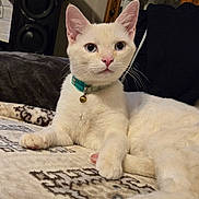 Dusty joined the competition — help win amazing prizes! cat, white_cat, cream_fur, blue_eyes, pink_nose, pink_paws, collar, bell, indoor, pet, animal, portrait, close_up, lying_down, relaxed, blanket, couch, speaker, home, whiskers