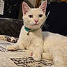 cat, white_cat, cream_fur, blue_eyes, pink_nose, pink_paws, collar, bell, indoor, pet, animal, portrait, close_up, lying_down, relaxed, blanket, couch, speaker, home, whiskers