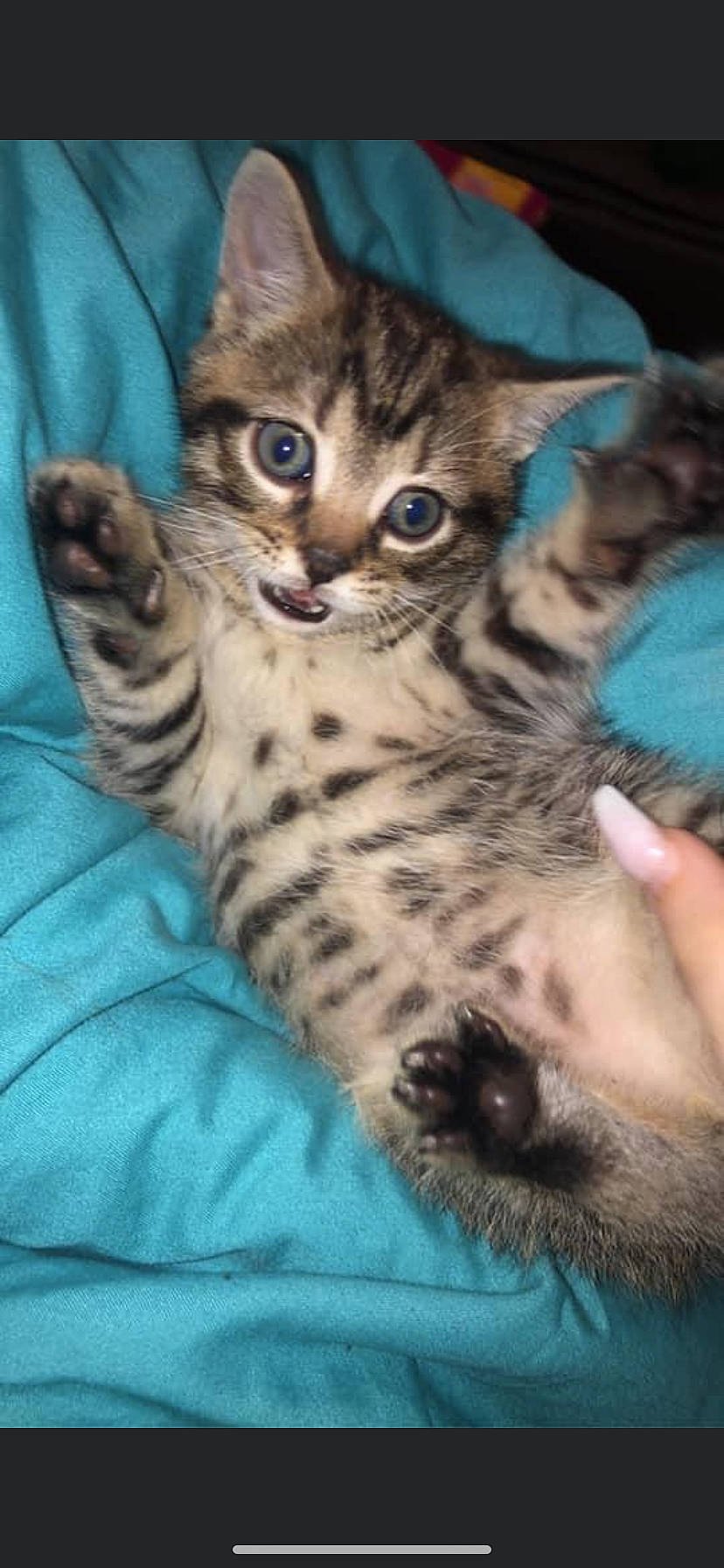 Luna joined the competition — help win amazing prizes! asian, australian_mist, bengal, california_spangled, carnivore, cat, domestic_short_haired_cat, dragon_li, egyptian_mau, european_shorthair, felidae, kitten, mammal, ocicat, pixie_bob, savannah, small_to_medium_sized_cats, toyger, vertebrate, whiskers