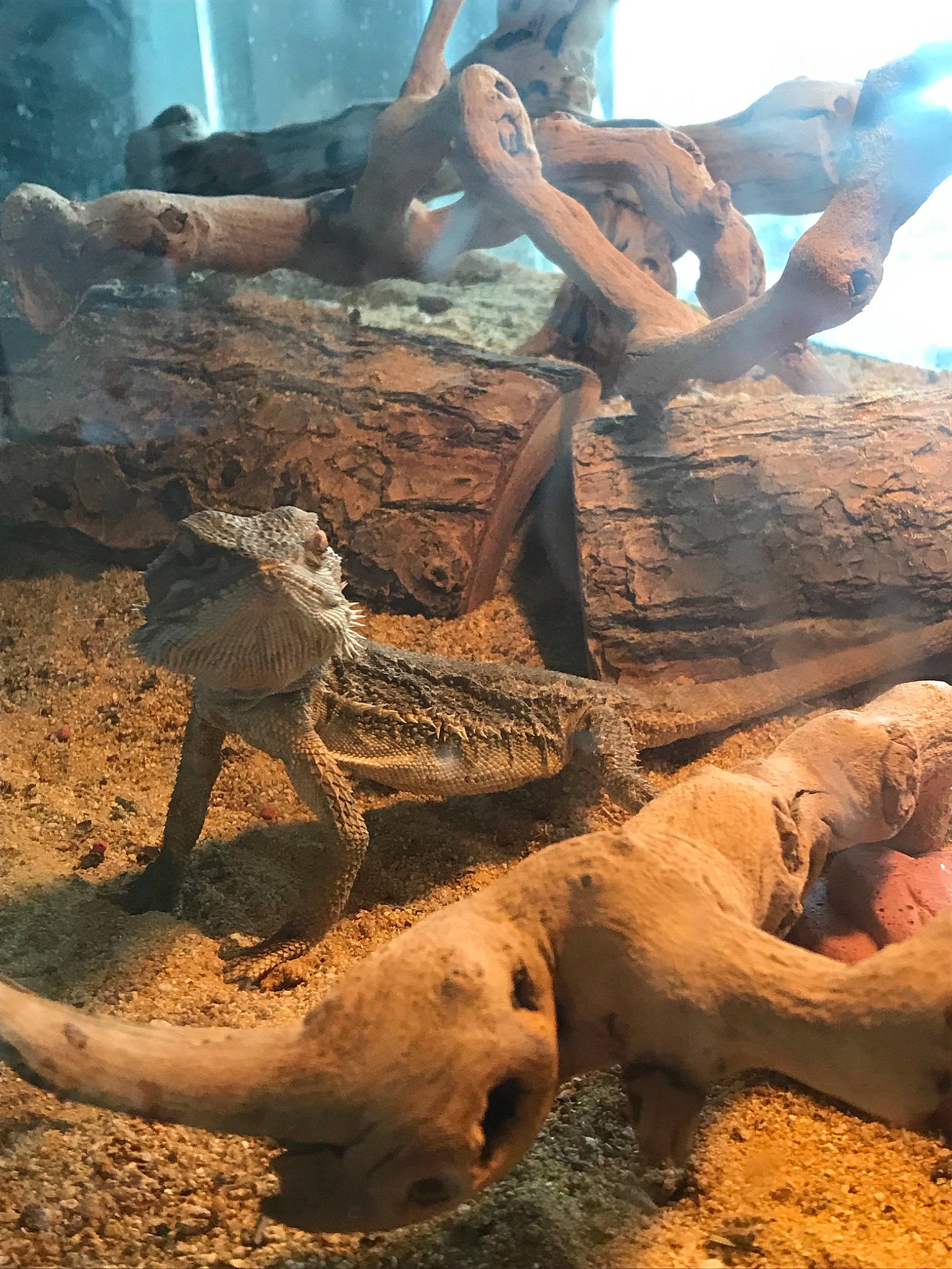 Bison joined the competition — help win amazing prizes! rock, soil