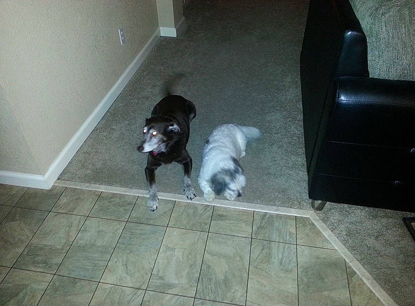 Gracie joined the competition — help win amazing prizes! carnivore, chair, comfort, companion_dog, dog, dog_breed, dog_supply, felidae, floor, flooring, grey, hardwood, laminate_flooring, pet_supply, snout, sporting_group, tail, toy_dog, wood, wood_flooring