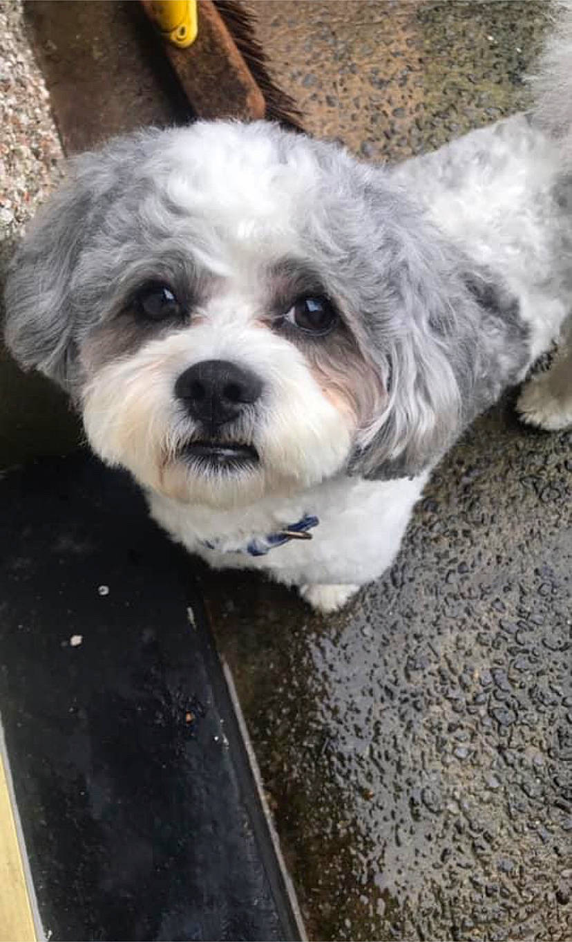 Gracie joined the competition — help win amazing prizes! canidae, carnivore, companion_dog, dog, dog_breed, havanese, kyi_leo, lhasa_apso, lowchen, mal_shi, maltepoo, maltese, mammal, morkie, poodle_crossbreed, puppy, schnoodle, shih_poo, shih_tzu, vertebrate