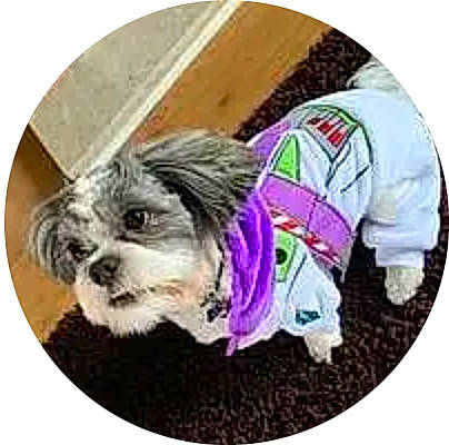 Gracie is registered to the contest to win money with this photo: carnivore, circle, collar, companion_dog, dog, dog_breed, dog_clothes, dog_supply, font, fur, grass, hat, magenta, pet_supply, sleeve, small_terrier, snout, sporting_group, terrier, toy_dog