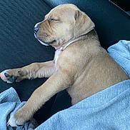 Odie joined the competition — help win amazing prizes! puppy, dog, sleeping, blanket, cozy, resting, fur, paw, cute, domestic_animal, pet, animal, black_surface, relaxation, young_dog, sleep, canine, soft_texture, indoors, tranquility