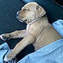 puppy, dog, sleeping, blanket, cozy, resting, fur, paw, cute, domestic_animal, pet, animal, black_surface, relaxation, young_dog, sleep, canine, soft_texture, indoors, tranquility
