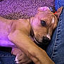 Odie is registered to the contest to win money with this photo: puppy, dog, pet, carpet, denim, leg, floor, indoor, closeup, snuggling, brown_fur, paw, cute, young_dog, relaxed, resting, cozy, soft_lighting, purple_light, companion