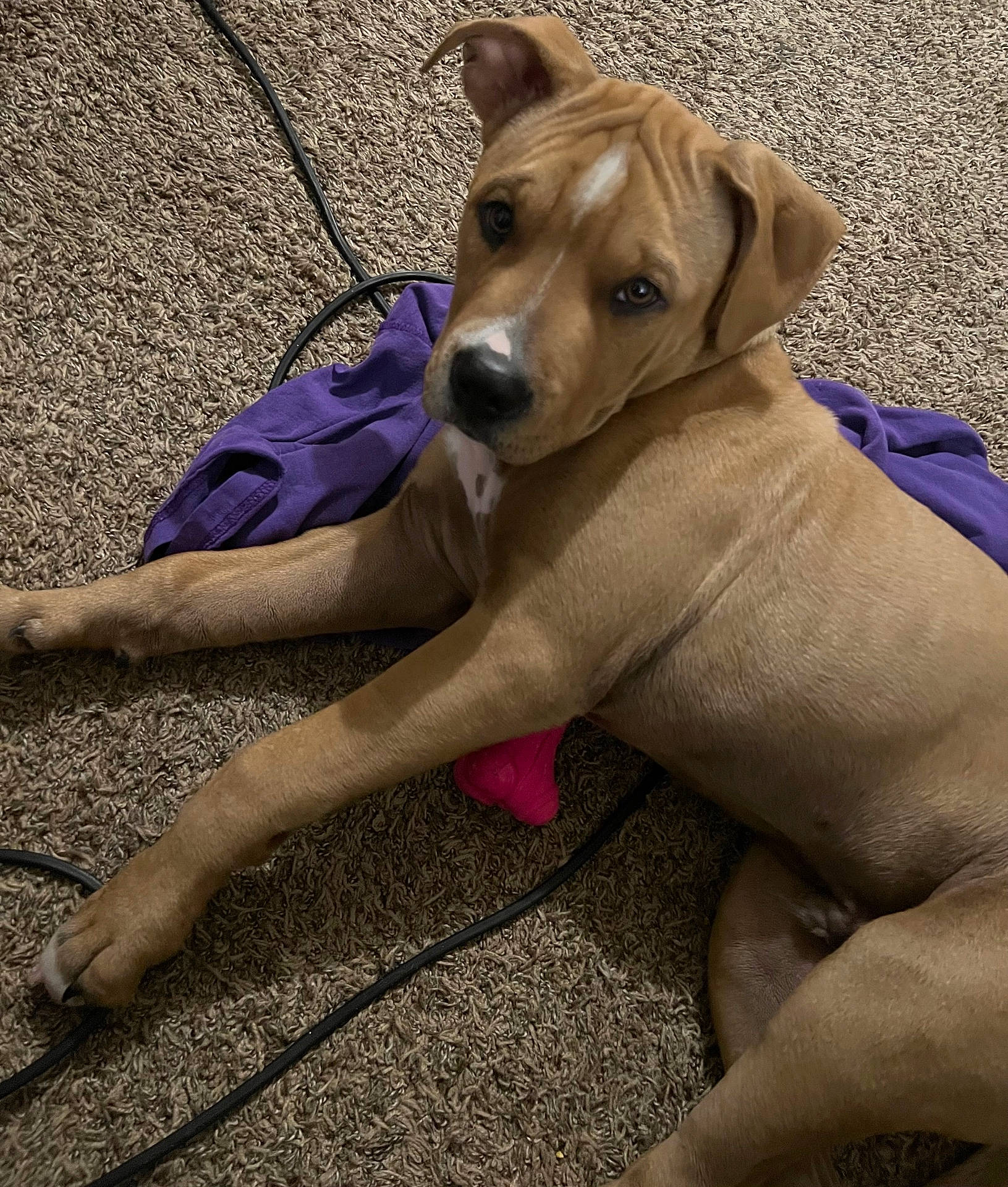 Odie is registered to the contest to win money with this photo: animal, black_cable, brown_dog, carpet, closeup, cute, dog, domestic_animal, ears_up, floor, fur, indoor, laying_down, looking_at_camera, pet, pink_toy, puppy, purple_cloth, relaxed, young_dog