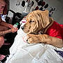 Odie joined the competition — help win amazing prizes! puppy, dog, red_shirt, bed, tattoo, man, indoor, fan, hats, furniture, bottle, footwear, blanket, phone, carpet, wall, chair, human, pet, relaxing