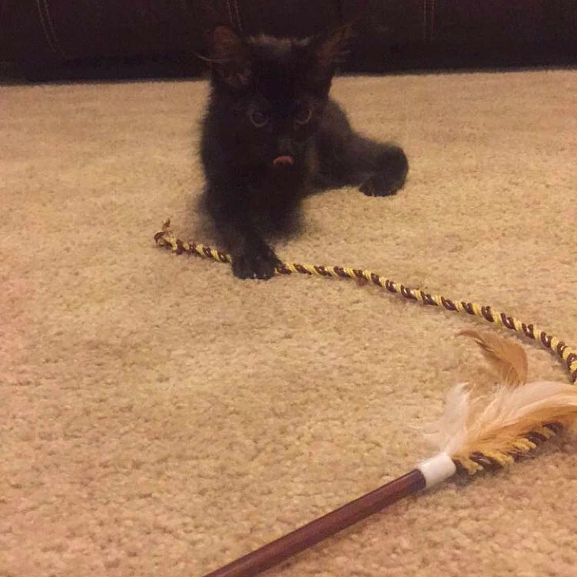 Batman is registered to the contest to win money with this photo: black_cat, cairn_terrier, canidae, carnivore, cat, dog, dog_breed, fawn, morkie, puppy, scottish_terrier, tail, terrier, toy_dog, yorkshire_terrier