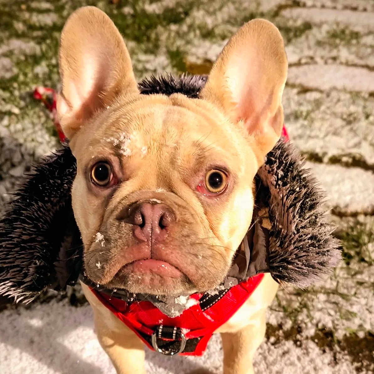 Yuki a rejoint le concours — aidez-le/la à gagner de superbes lots ! animal, bostonbull, boxer, bulldog, canine, dog, frenchbulldog, pet, pitbull, puppy, snout, whitedog