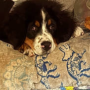 Cooper joined the competition — help win amazing prizes! animal, bed, bernese_mountain_dog, blanket, canine, close_up, comfort, cozy, cute, dog, fur, indoor, lying_down, pattern, pet, puppy, relaxed, resting, sleepy, soft_lighting
