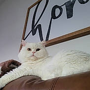 Sully joined the competition — help win amazing prizes! animal, cat, couch, cozy, cute, decor, domestic, face, fluffy, frame, furniture, home, indoor, leather, looking, pet, relaxed, resting, wall_art, white_cat