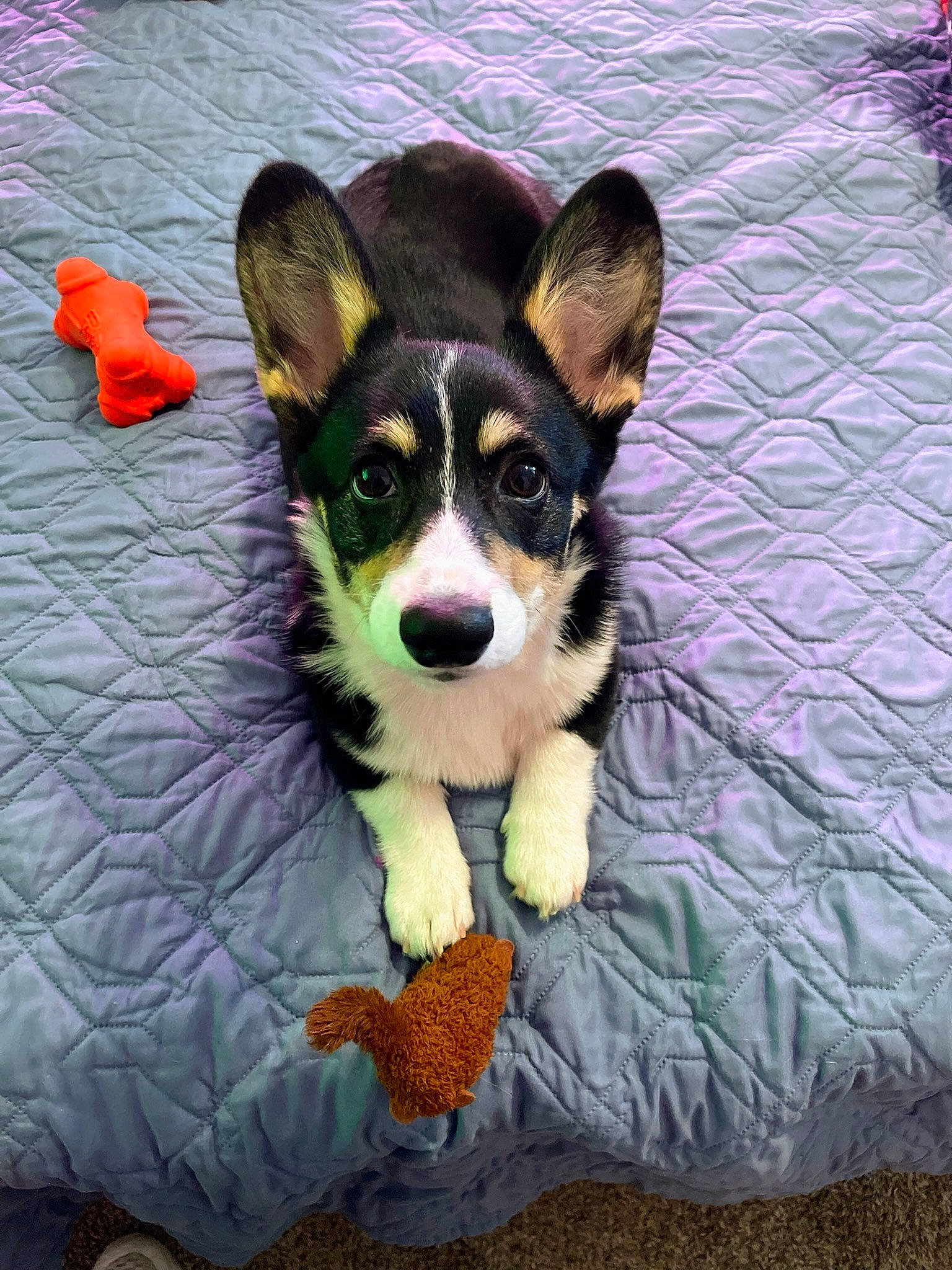 Annie is registered to the contest to win money with this photo: canidae, carnivore, chihuahua, companion_dog, dog, dog_breed, dog_supply, fawn, fur, grass, non_sporting_group, paw, snout, sporting_group, tail, terrier, toy_dog, whiskers, working_animal, working_dog