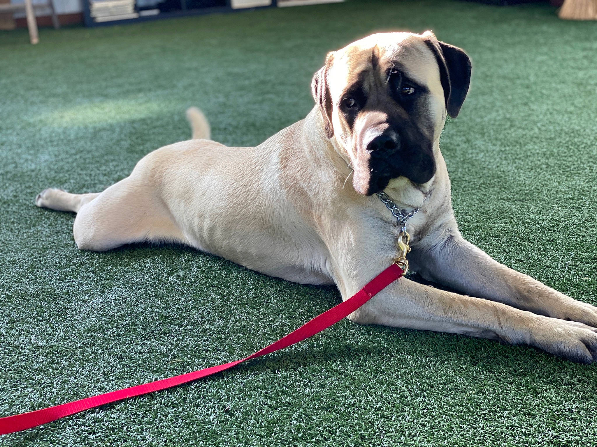 Charlie is registered to the contest to win money with this photo: american_mastiff, boerboel, bullmastiff, canidae, carnivore, companion_dog, dog, dog_breed, english_mastiff, fawn, giant_dog_breed, grass, guard_dog, mammal, molosser, rare_breed_dog, snout, sporting_group, vertebrate, working_dog