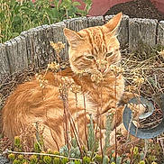 Cheetah joined the competition — help win amazing prizes! cat, orange_tabby, plant_pot, wooden_planter, garden, greenery, dry_plants, outdoor, nature, feline, resting, sleepy, close_up, fur, animal, pet, leafy_plants, shrubbery, natural_light, wildlife