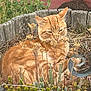 animal, cat, close_up, dry_plants, feline, fur, garden, greenery, leafy_plants, natural_light, nature, orange_tabby, outdoor, pet, plant_pot, resting, shrubbery, sleepy, wildlife, wooden_planter