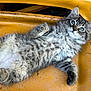 Loki joined the competition — help win amazing prizes! abyssinian, alloywheel, angora, animal, car, carwheel, cat, kitten, machine, manx, pet, plywood, siamese, soil, spoke, tire, transportation, vehicle, wheel, wood