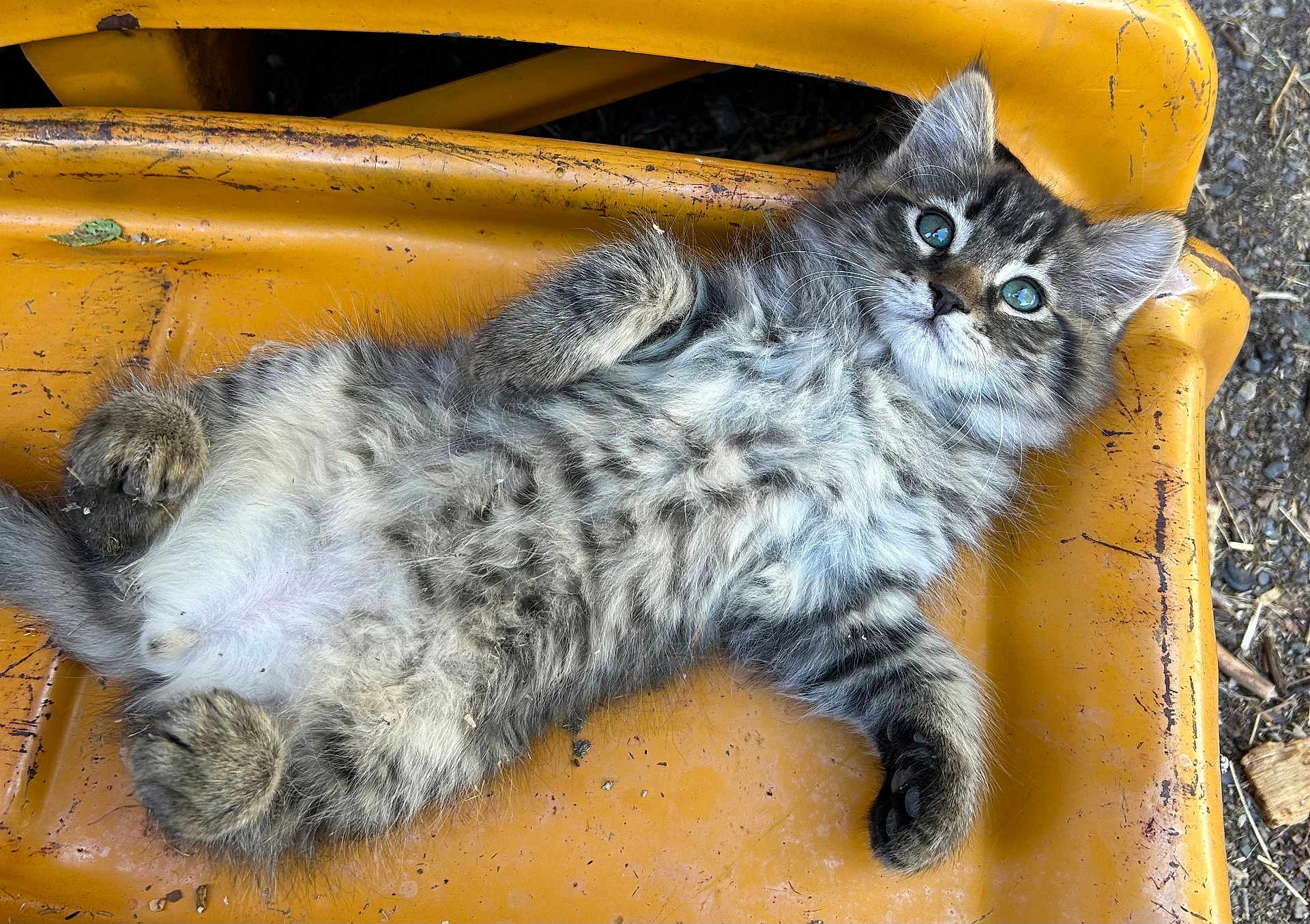 Loki joined the competition — help win amazing prizes! abyssinian, alloywheel, angora, animal, car, carwheel, cat, kitten, machine, manx, pet, plywood, siamese, soil, spoke, tire, transportation, vehicle, wheel, wood