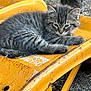 abyssinian, alloywheel, animal, boat, car, carwheel, cat, kitten, machine, manx, pet, plywood, rowboat, soil, spoke, tire, transportation, vehicle, wheel, wood