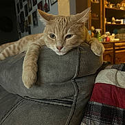 Milo joined the competition — help win amazing prizes! cat, orange_tabby, feline, couch, gray_couch, living_room, wooden_cabinet, decor, framed_photos, wall, relaxed, pet, indoor, home, furniture, knick_knacks, animal, portrait, cute, domestic