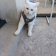 Pépito participe au concours pour gagner de l'argent avec cette photo : cat, white_cat, pet, animal, harness, outdoor, concrete, step, floor, curious, sitting, feline, domestic_animal, paw, ear, whiskers, fur, resting, looking, household