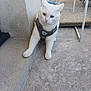 cat, white_cat, pet, animal, harness, outdoor, concrete, step, floor, curious, sitting, feline, domestic_animal, paw, ear, whiskers, fur, resting, looking, household