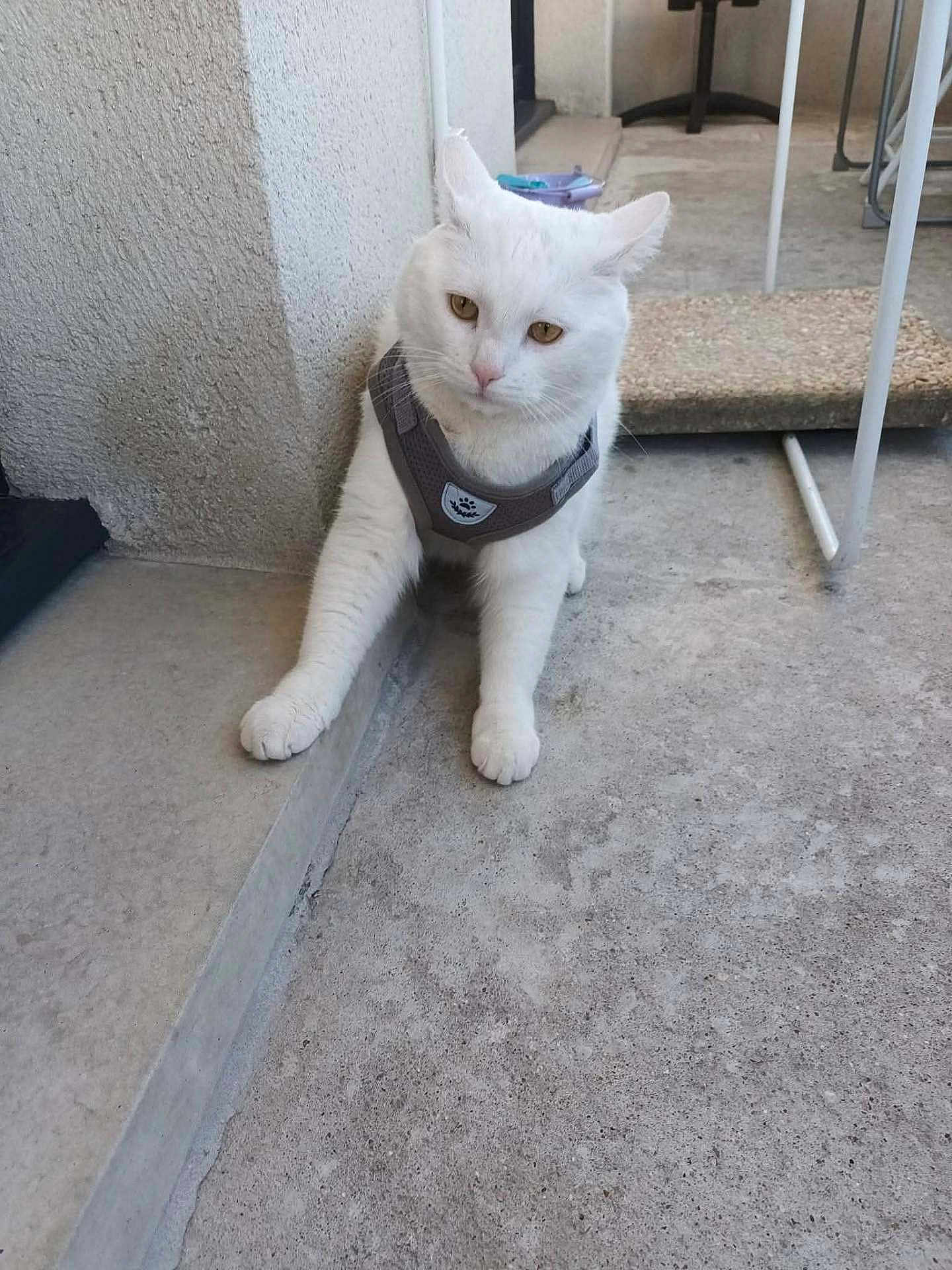 Pépito participe au concours pour gagner de l'argent avec cette photo : cat, white_cat, pet, animal, harness, outdoor, concrete, step, floor, curious, sitting, feline, domestic_animal, paw, ear, whiskers, fur, resting, looking, household