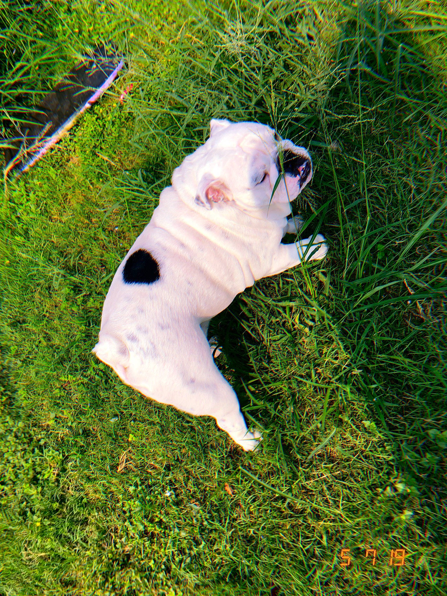 Chuy joined the competition — help win amazing prizes! american_bulldog, australian_bulldog, bulldog, canidae, carnivore, companion_dog, dog, dog_breed, dogo_guatemalteco, dorset_olde_tyme_bulldogge, fawn, grass, mammal, non_sporting_group, old_english_bulldog, olde_english_bulldogge, toy_bulldog, valley_bulldog, vertebrate, white_english_bulldog