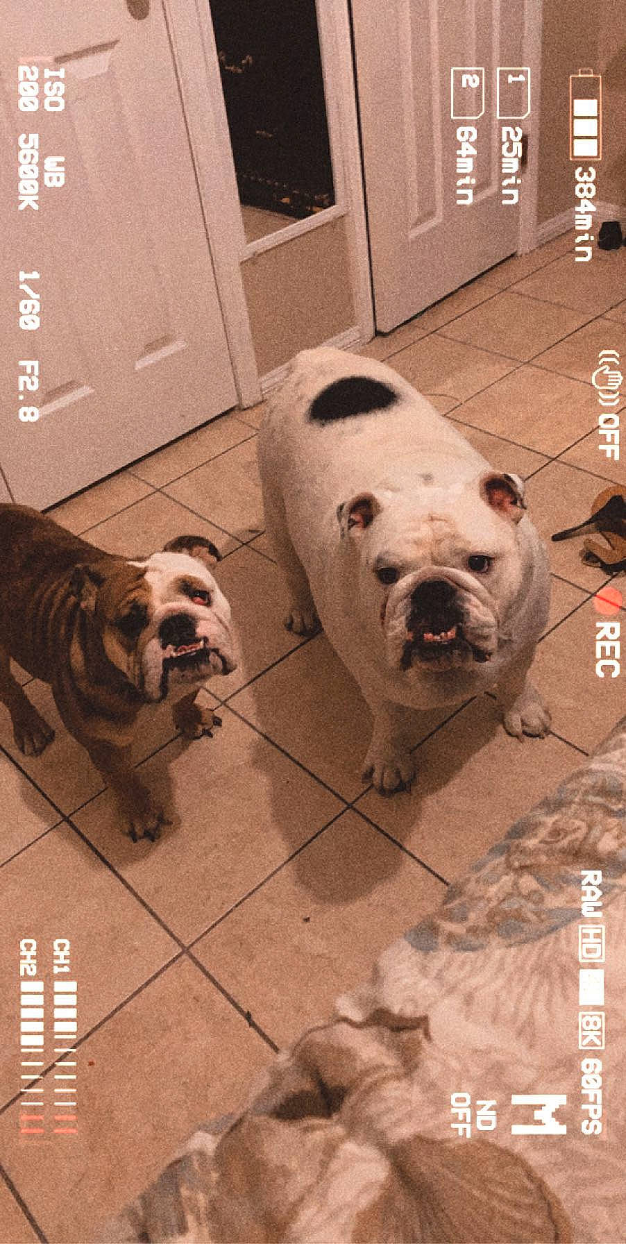 Chuy joined the competition — help win amazing prizes! american_bulldog, australian_bulldog, british_bulldogs, bulldog, canidae, carnivore, companion_dog, dog, dog_breed, fawn, mammal, non_sporting_group, old_english_bulldog, olde_english_bulldogge, rare_breed_dog, snout, sporting_group, tile, toy_bulldog, white_english_bulldog