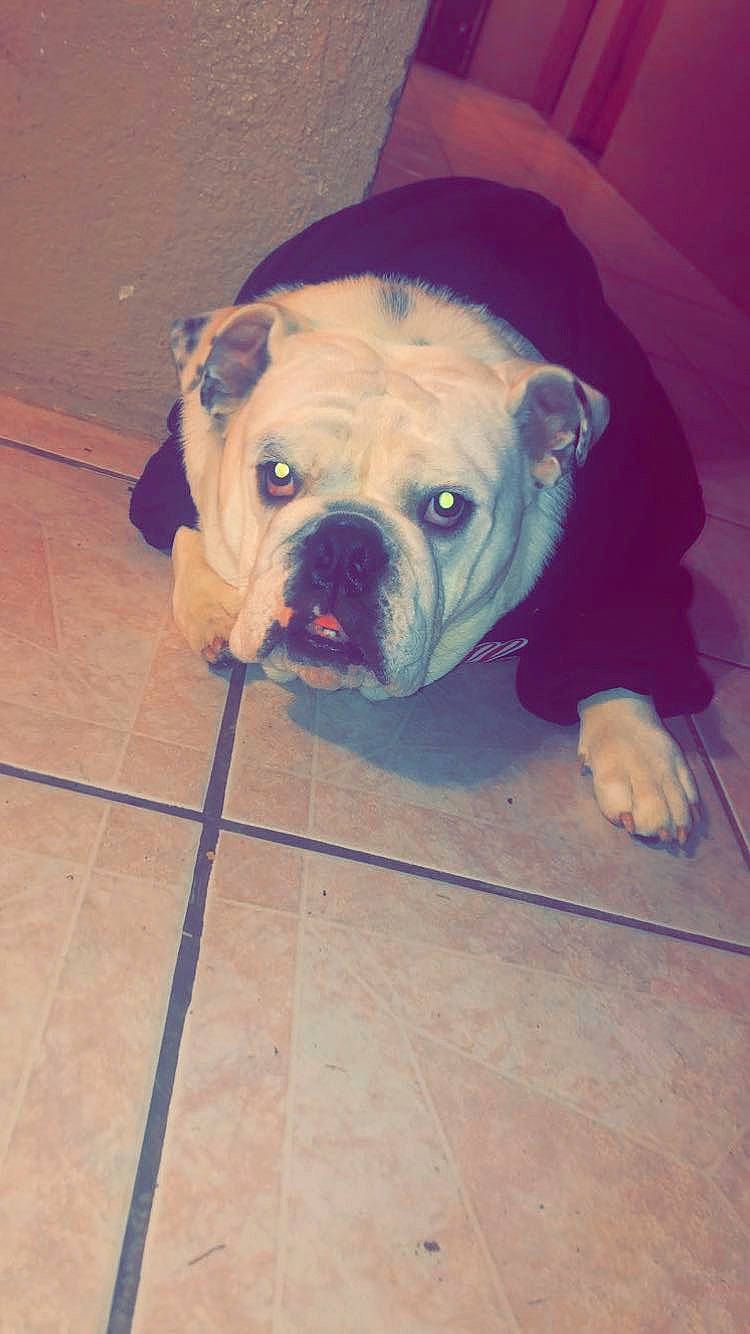 Chuy joined the competition — help win amazing prizes! american_bulldog, australian_bulldog, bulldog, canidae, carnivore, companion_dog, dog, dog_breed, dorset_olde_tyme_bulldogge, fawn, mammal, non_sporting_group, nose, old_english_bulldog, olde_english_bulldogge, pug, skin, snout, toy_bulldog, valley_bulldog