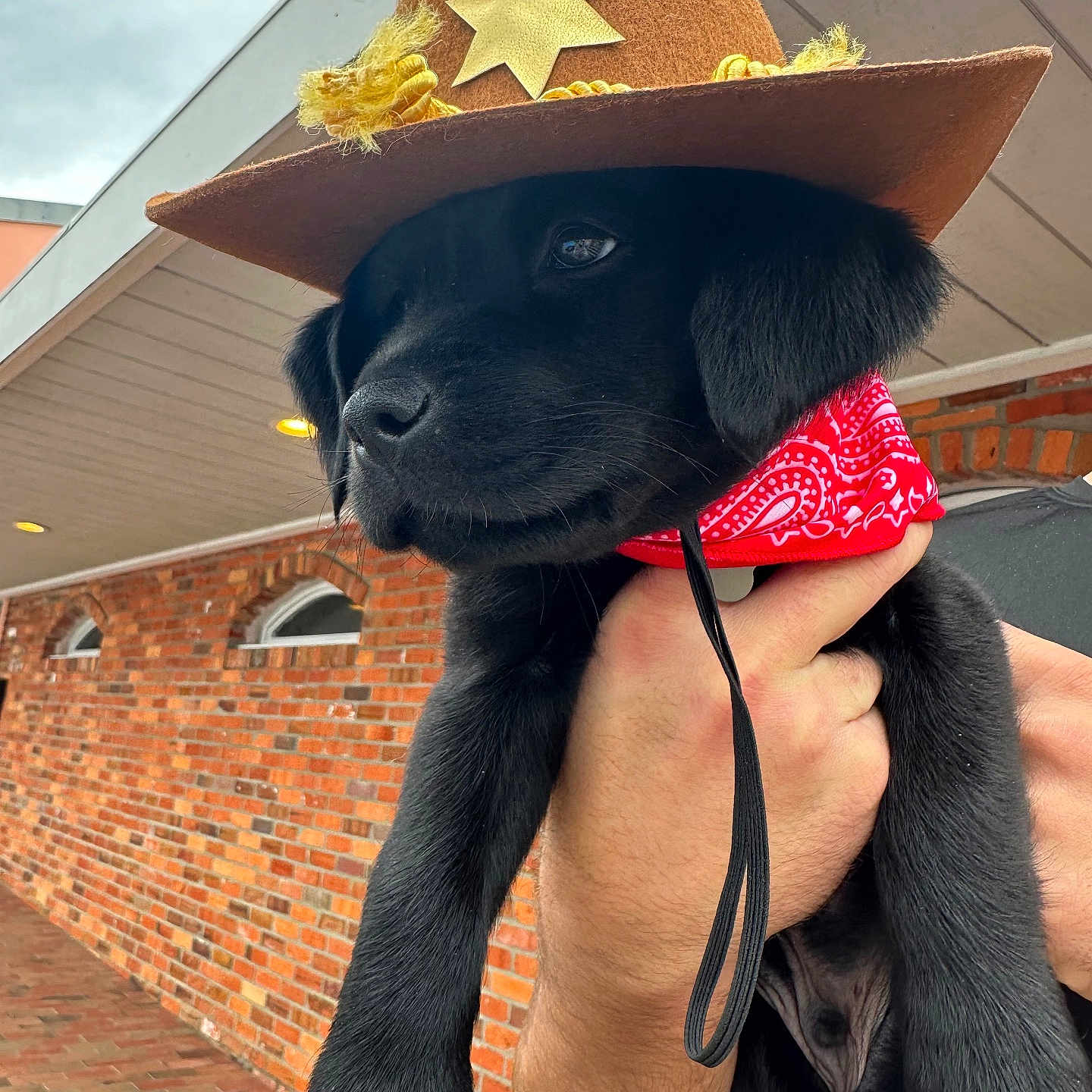 Ryder joined the competition — help win amazing prizes! adult, animal, bear, brick, canine, clothing, costume, cowboyhat, dog, face, female, hat, head, person, pet, photography, portrait, puppy, sunhat, woman