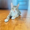 Roxy joined the competition — help win amazing prizes! animal, blue_background, blurred_background, cat, closeup, cute, ears, eyes, indoor, kitten, lying_down, paws, pet, photography, portrait, shallow_depth_of_field, stretching, tabby, whiskers, wooden_floor