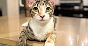 Roxy joined the competition — help win amazing prizes! animal, bokeh, cat, close_up, countertop, dangling_paws, green_eyes, home, indoors, kitchen, kitten, paws, pet, pink_nose, portrait, sitting, striped_fur, tabby, whiskers, white_fur