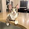 animal, bokeh, cat, close_up, countertop, dangling_paws, green_eyes, home, indoors, kitchen, kitten, paws, pet, pink_nose, portrait, sitting, striped_fur, tabby, whiskers, white_fur
