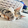 animal, blanket, calico, cats, close_up, couch, cozy, cuddling, fur, indoors, kitten, paw, pet, portrait, relaxing, sleeping, sleepy, sofa, tabby, whiskers