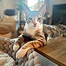 Roxy joined the competition — help win amazing prizes! animal, blanket, bokeh, cat, cozy, ears, furniture, green_eyes, home, indoors, lounging, paws, pet, portrait, sitting, soft_lighting, striped_fur, tabby, whiskers, wooden_table