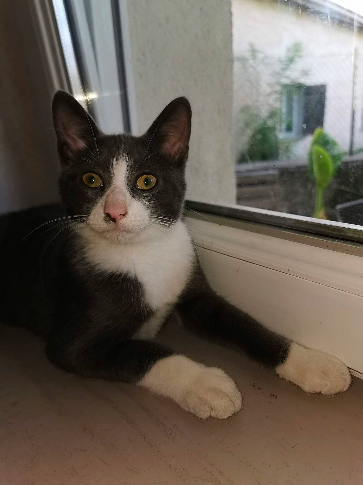 Natsu a rejoint le concours — aidez-le/la à gagner de superbes lots ! box, carnivore, cat, domestic_short_haired_cat, door, felidae, fixture, fur, hardwood, paw, plant, small_to_medium_sized_cats, snout, tail, whiskers, window, wood