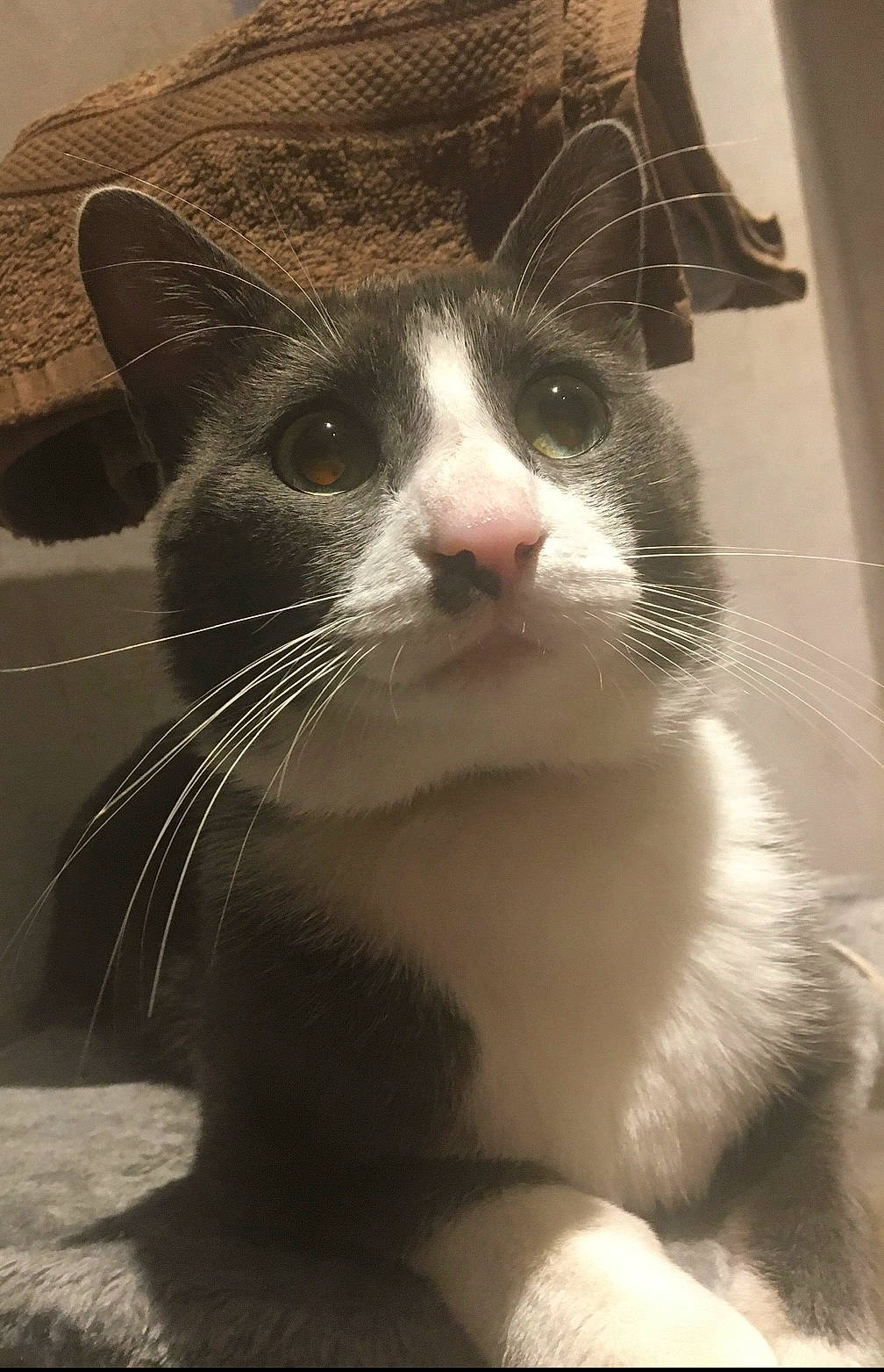 Natsu participe au concours pour gagner de l'argent avec cette photo : carnivore, cat, darkness, domestic_short_haired_cat, felidae, fur, hat, monochrome, monochrome_photography, paw, sitting, small_to_medium_sized_cats, snout, tail, whiskers, window