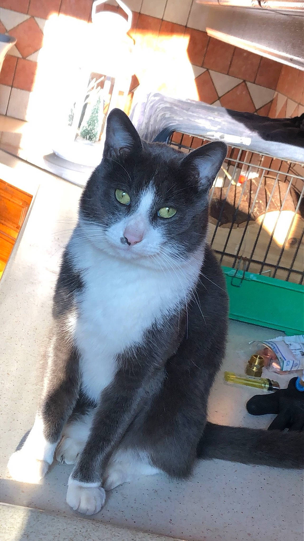 Natsu participe au concours pour gagner de l'argent avec cette photo : black_cat, box, carnivore, cat, claw, comfort, domestic_short_haired_cat, felidae, flooring, formal_wear, fur, hardwood, paw, pet_supply, sitting, small_to_medium_sized_cats, snout, tail, whiskers, window