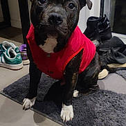 Loky participe au concours pour gagner de l'argent avec cette photo : dog, indoor, vest, red_clothing, carpet, shoes, floor, table, pet, canine, black_dog, white_paws, looking_up, domestic, household, sitting, attention, shadow, tile_floor, background_objects
