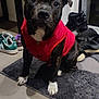 dog, indoor, vest, red_clothing, carpet, shoes, floor, table, pet, canine, black_dog, white_paws, looking_up, domestic, household, sitting, attention, shadow, tile_floor, background_objects
