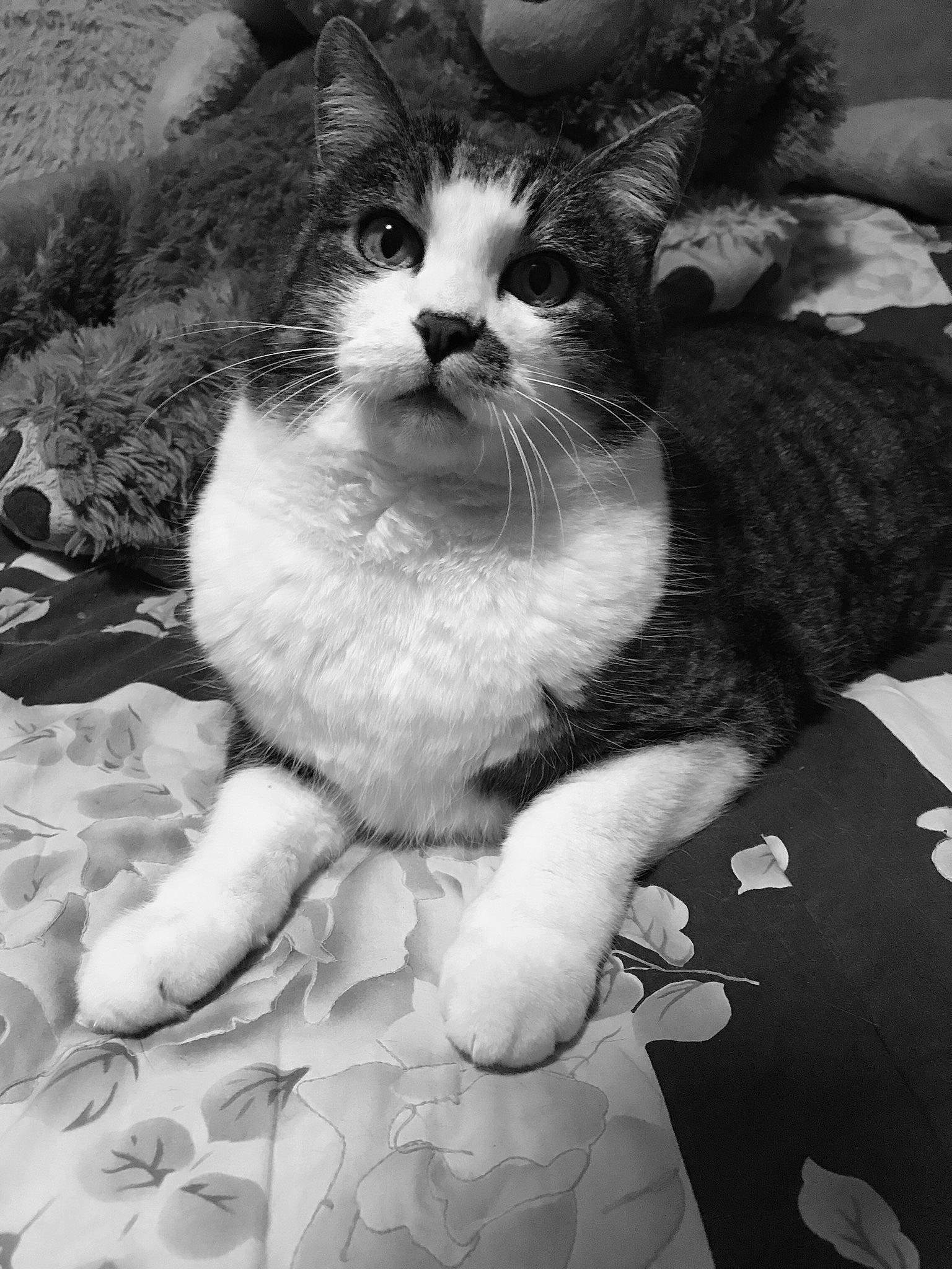 Capsule participe au concours pour gagner de l'argent avec cette photo : aegean_cat, american_wirehair, black_and_white, carnivore, cat, domestic_short_haired_cat, european_shorthair, felidae, fur, kitten, monochrome, monochrome_photography, norwegian_forest_cat, nose, paw, photography, polydactyl_cat, small_to_medium_sized_cats, snout, whiskers