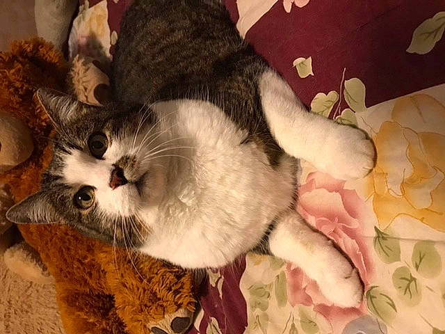 Capsule participe au concours pour gagner de l'argent avec cette photo : asian, carnivore, cat, claw, domestic_short_haired_cat, european_shorthair, fawn, felidae, fur, kitten, mammal, nap, paw, polydactyl_cat, skin, sleep, small_to_medium_sized_cats, snout, tail, whiskers