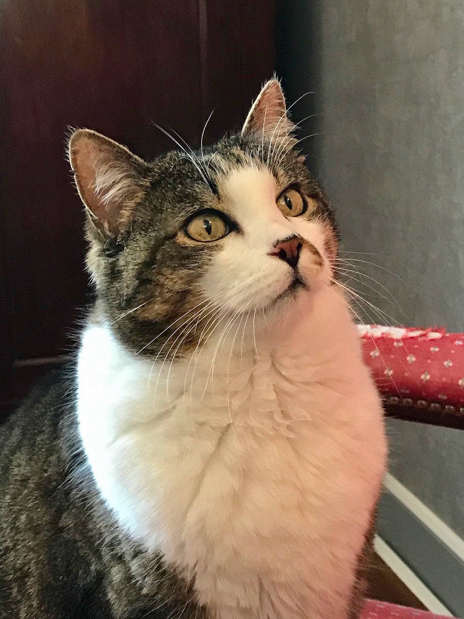 Capsule participe au concours pour gagner de l'argent avec cette photo : aegean_cat, american_shorthair, american_wirehair, arabian_mau, asian, australian_mist, carnivore, cat, domestic_short_haired_cat, european_shorthair, fawn, felidae, kitten, mammal, ojos_azules, polydactyl_cat, small_to_medium_sized_cats, snout, tabby_cat, whiskers