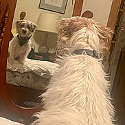 Dex Jr is registered to the contest to win money with this photo: dog, mirror, bed, furniture, reflection, collar, bedroom, lamp, picture_frame, wooden_frame, white_fur, fluffy, indoor, cozy, home, pet, animal, fur, resting, looking