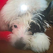 Dixie joined the competition — help win amazing prizes! dog, fluffy, white, black, resting, closeup, pet, animal, fur, sleepy, cozy, blanket, indoors, cute, canine, portrait, snout, paw, relaxed, soft