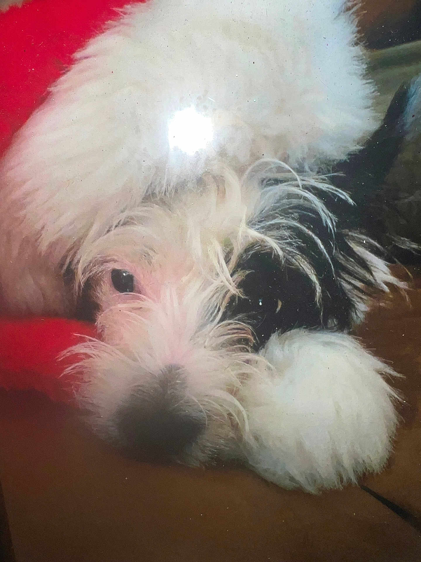 Dixie joined the competition — help win amazing prizes! dog, fluffy, white, black, resting, closeup, pet, animal, fur, sleepy, cozy, blanket, indoors, cute, canine, portrait, snout, paw, relaxed, soft